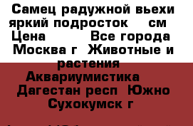 Самец радужной вьехи яркий подросток 15 см › Цена ­ 350 - Все города, Москва г. Животные и растения » Аквариумистика   . Дагестан респ.,Южно-Сухокумск г.